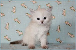 Female Siberian Kitten from Deedlebug Siberians